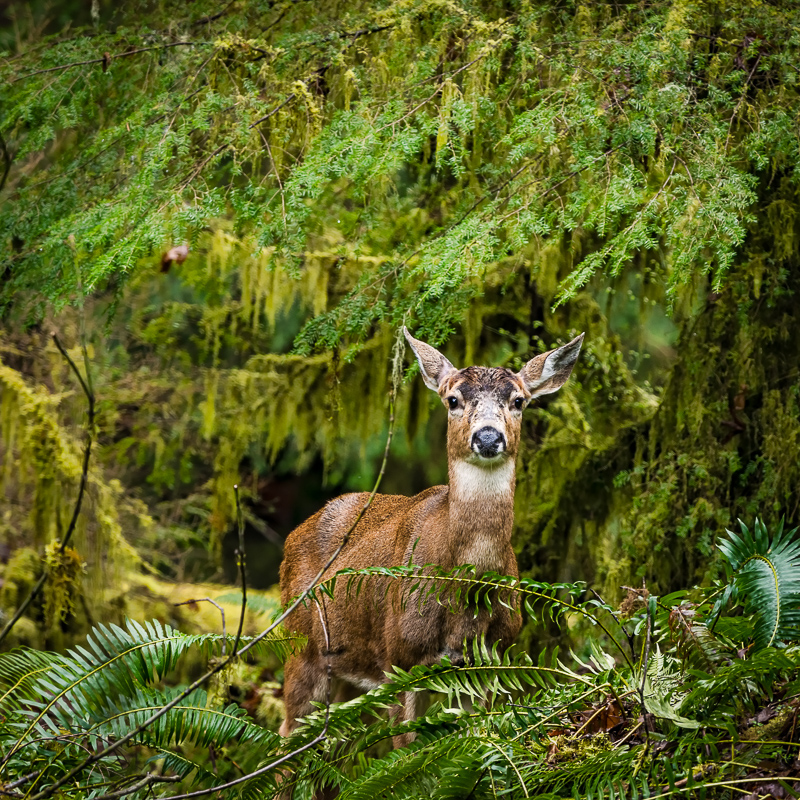 Wild in the Forest