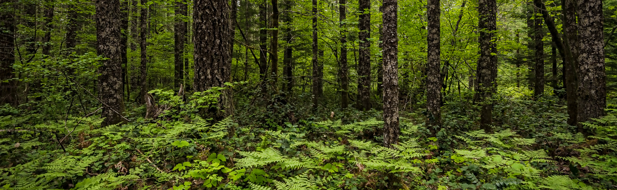 Healthy Forest