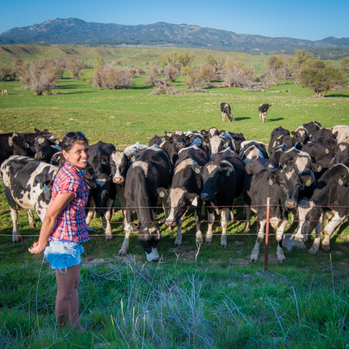 We love cows.