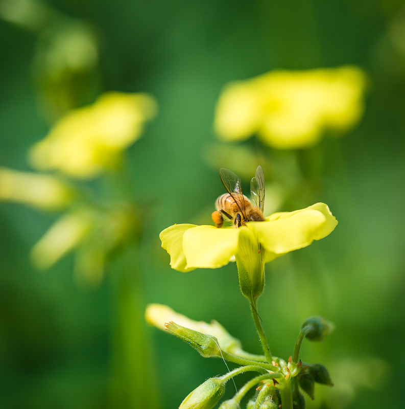 Honey bee on a flower